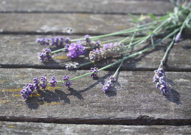 Lavender Filled Cushion